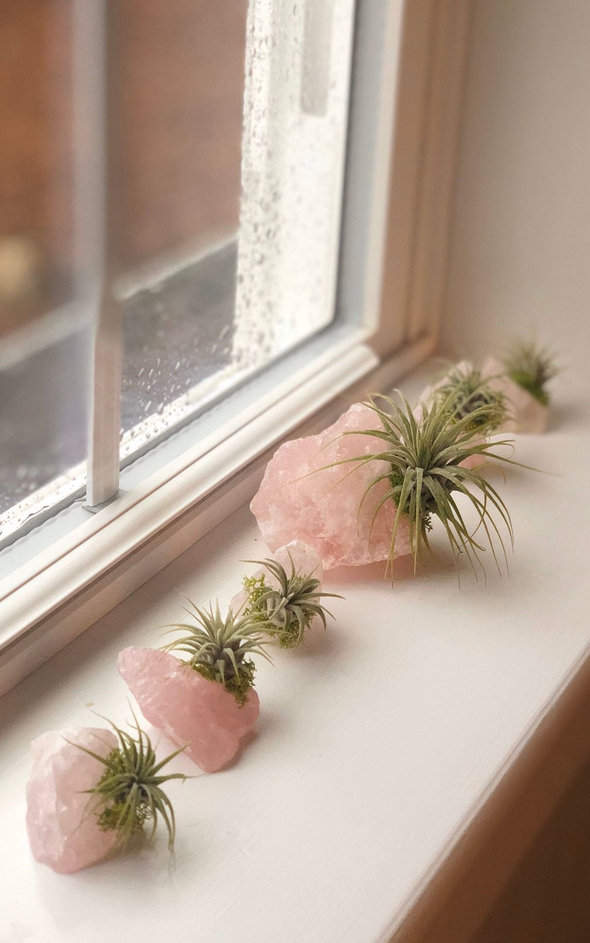 Rose Quartz Air Plant Display