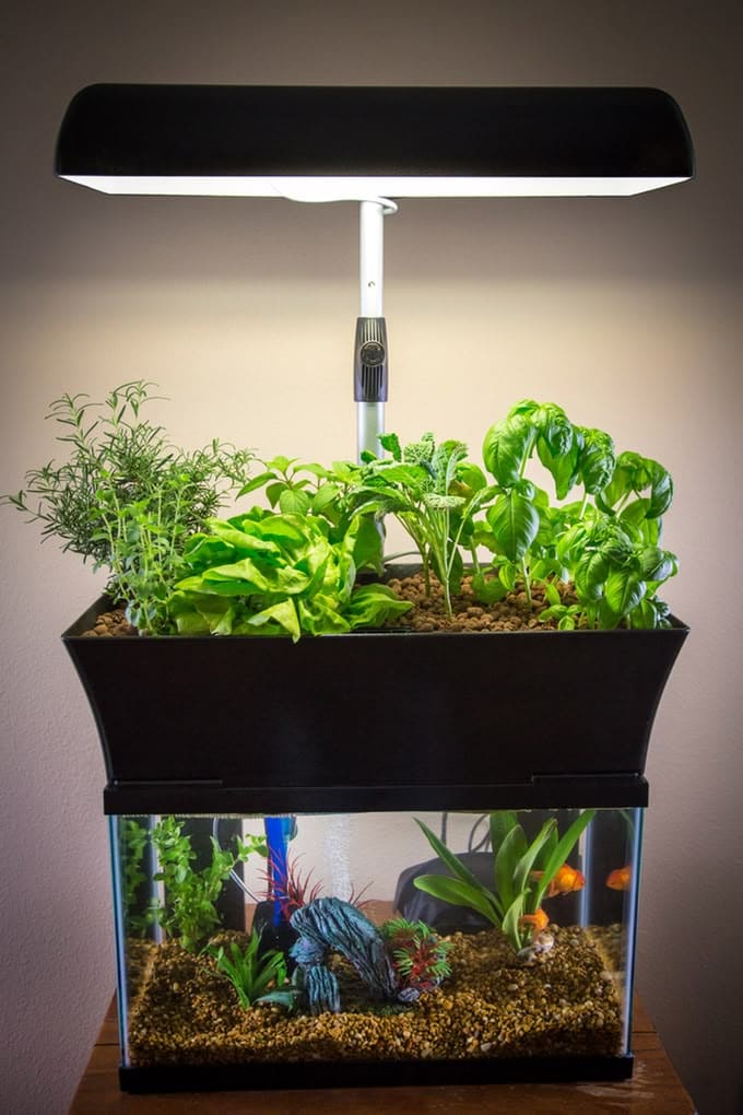 Aquaponic Fish Tank Garden
