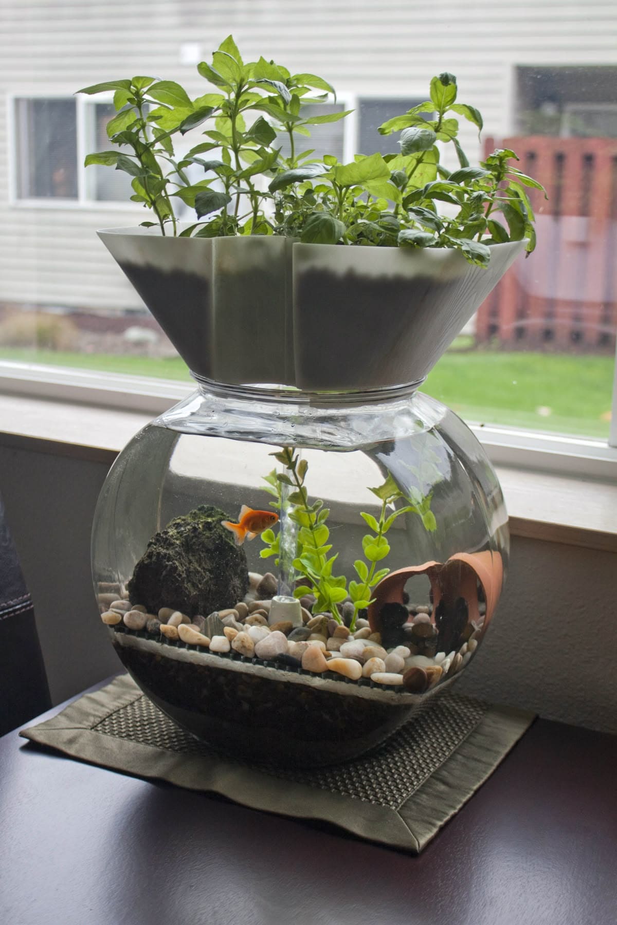 Aquarium and Herb Garden Combo