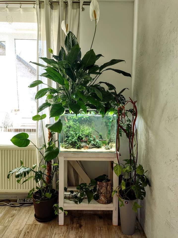 Aquarium with Indoor Garden