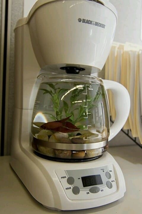 Coffee Maker Aquarium