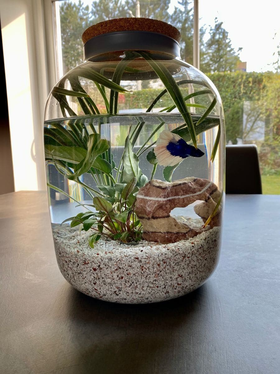 Elegant Glass Jar Aquarium
