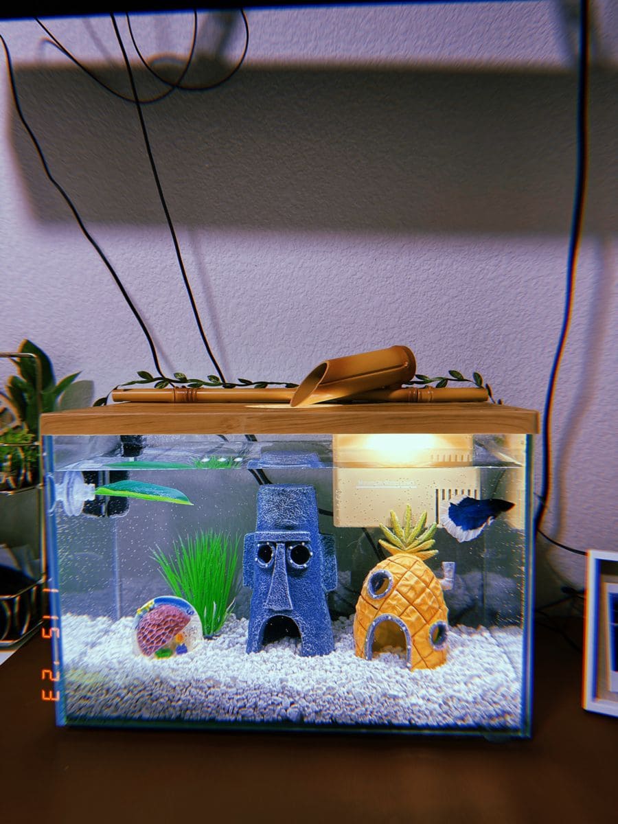 SpongeBob Themed Aquarium