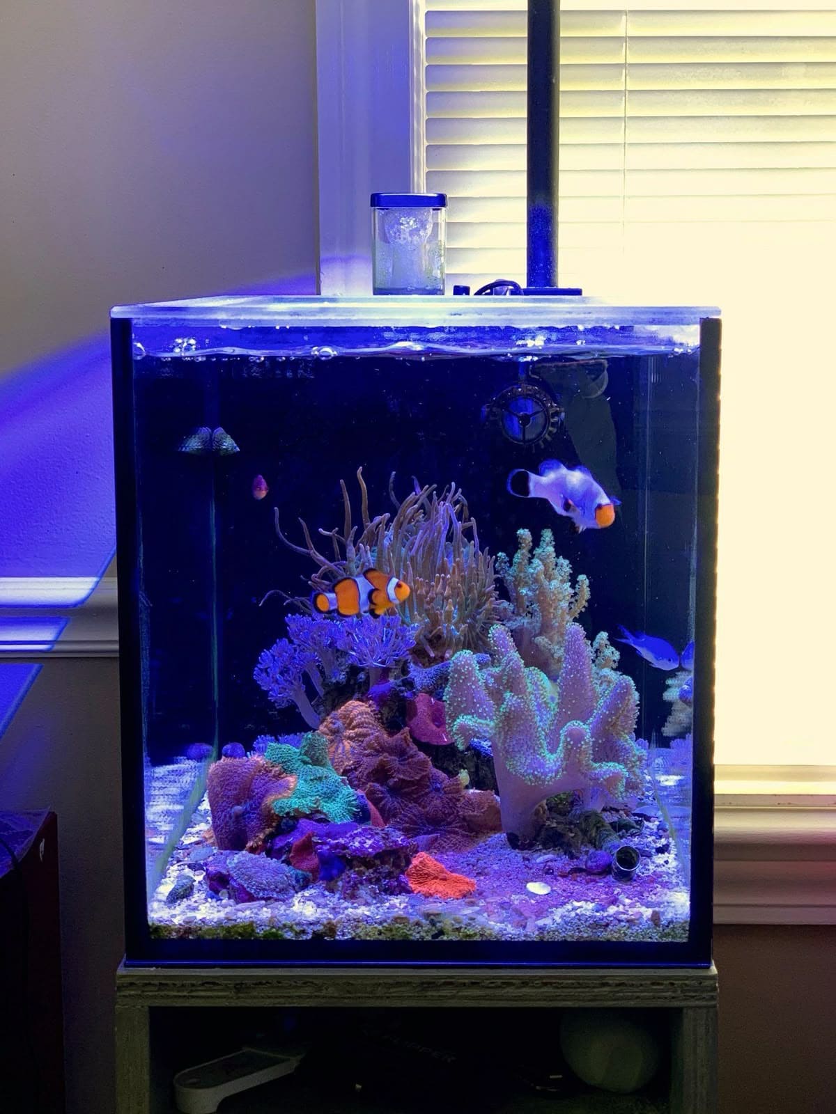 Vibrant Reef Aquarium
