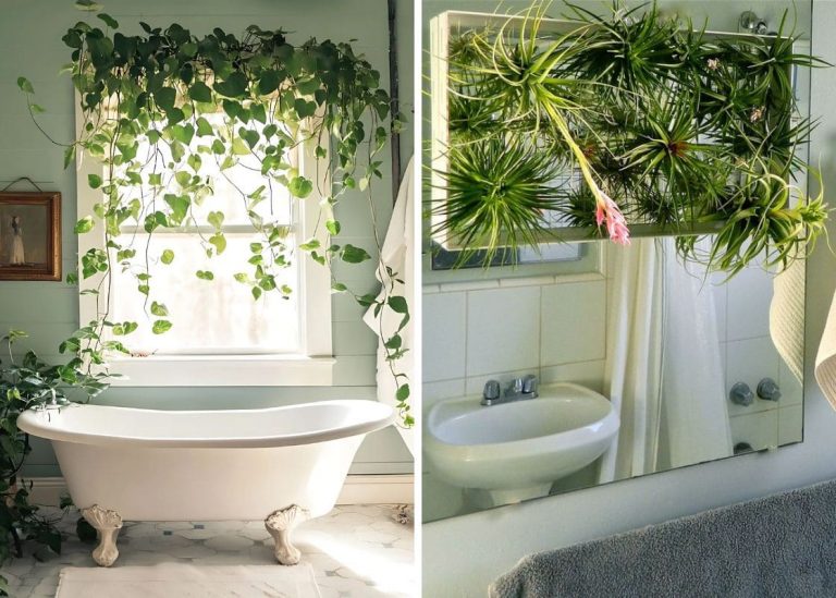 20 Best Bathroom Plants That Absorb Moisture and Thrive in Humidity