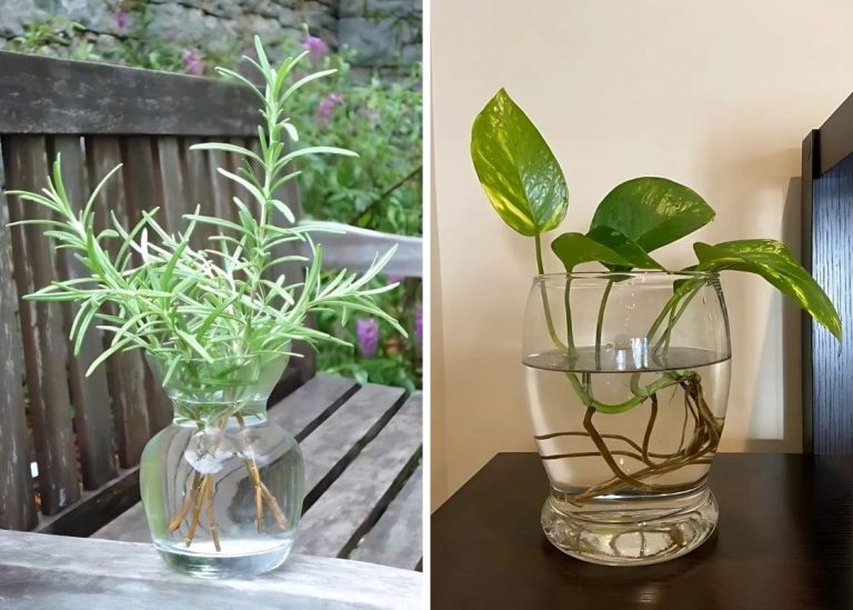 Top 15 Houseplants That Thrive When Propagated in Water