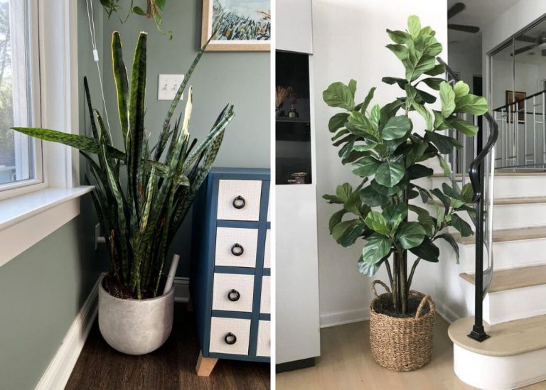 Top 10 Big Houseplants for Corner Spaces in Your Home