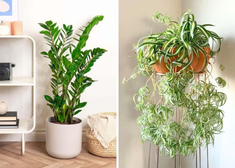 15 Houseplants That Oxygenate and Purify Your Home