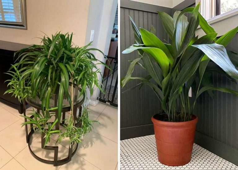 15 Houseplants That Thrive in Darkness for Easy Care and Beauty