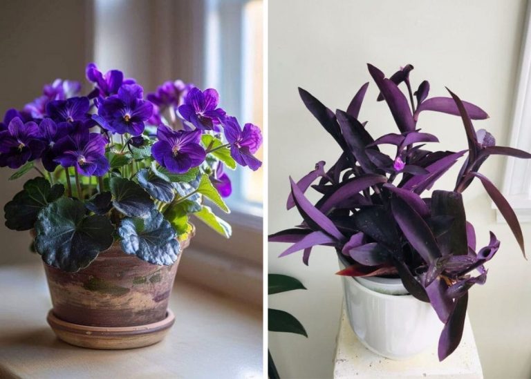 22 Purple Indoor Plants to Add Vibrancy and Elegance to Your Home