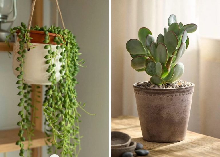 Top 21 Houseplants That Are Hard to Kill