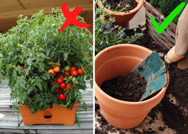 6 Common Mistakes to Avoid in Container Gardening