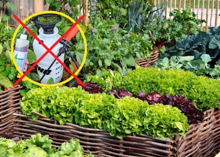 How to Grow Vegetables Without Using Chemical Pesticides