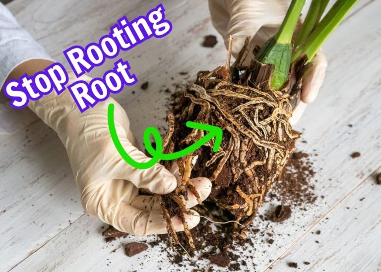 How to Prevent and Treat Root Rot in Potted Plants