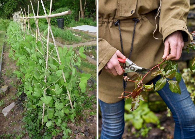 How to Train Climbing Plants for a Beautiful Vertical Garden