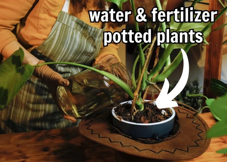 Full Guide on Watering and Fertilizing Potted Plants for Maximum Growth