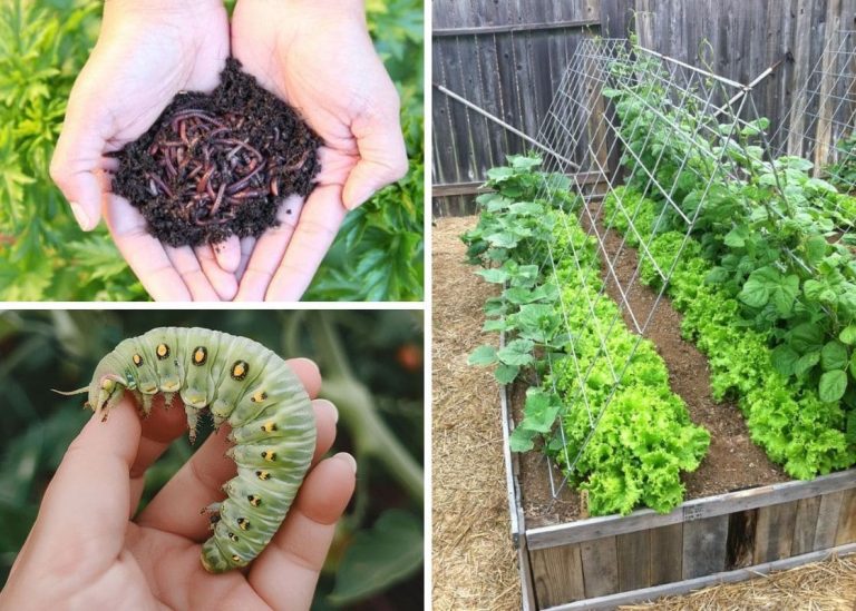 What is Organic Gardening? Benefits and How to Start